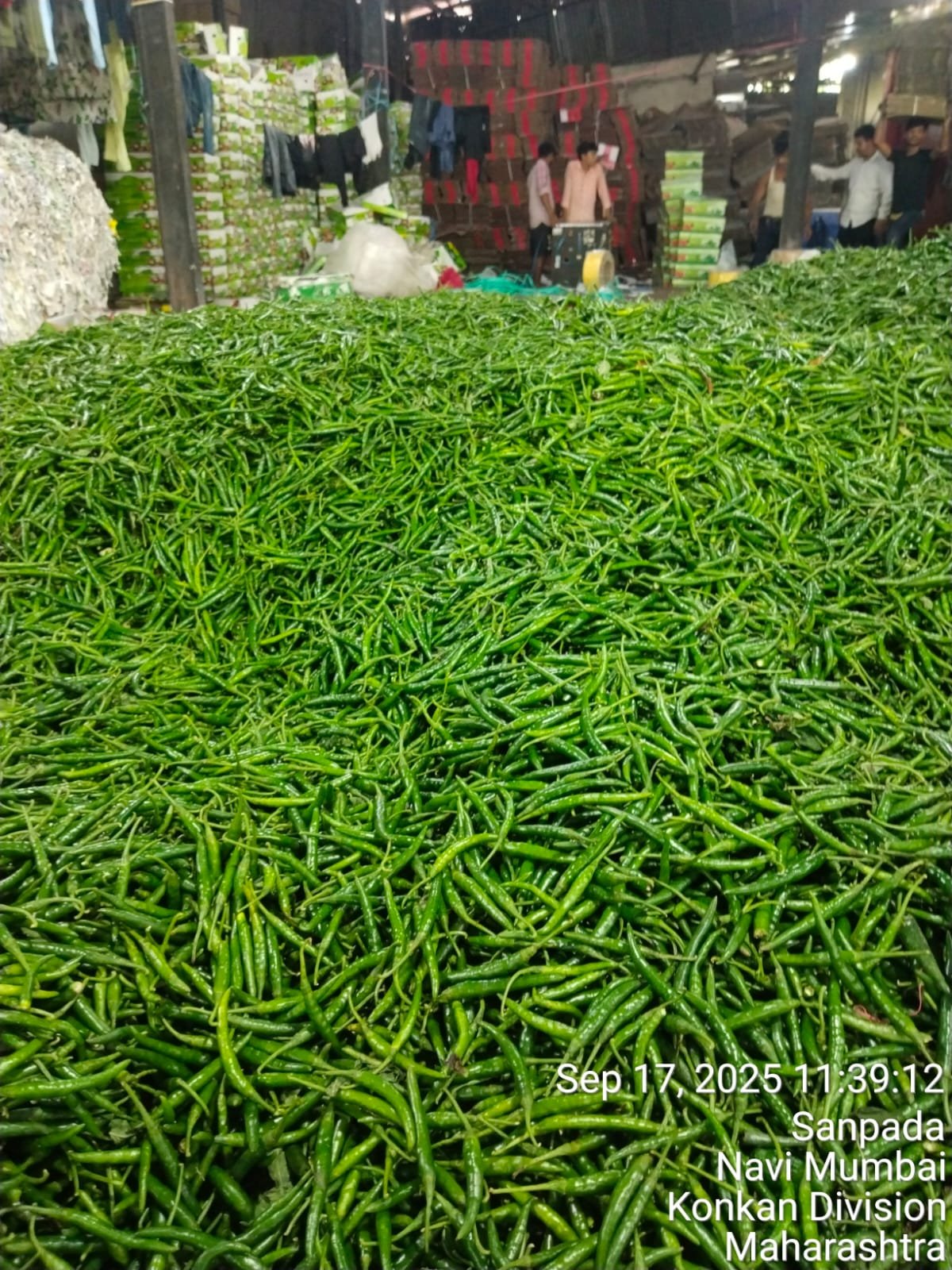 A Grade Export Quality G4 Fresh Green Chilli